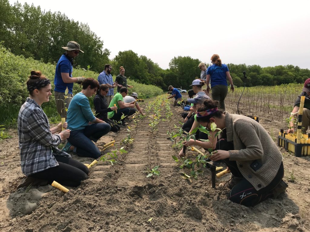 team members planting food